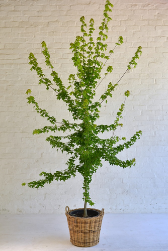 016 Acer maple tree in woven basket 